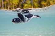 Raine Island im Norden des Great Barrier Reef ist der weltweit größte Nistplatz der Grünen Meeresschildkröte.