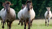 Eine Herde rückgezüchteter, wilder Tarpanpferde, eine ostpreußischen Wildpferderasse.