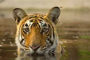 Tiger sind alles andere als wasserscheu.