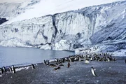 Adéliepinguine am Kap Adare, dem Eingang zum Rossmeer.