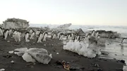 Adeliepinguine am Kap Adare. Sie gehen in großen Gruppen auf Nahrungssuche. Adeliepinguine am Kap Adare. Sie gehen in großen Gruppen auf Nahrungssuche.