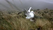Die subantarktischen Inseln südlich von Neuseeland sind die Lebensräume der Albatrosse. Sie sind nahe Verwandte des Pinguins.