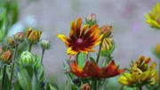 Die perfekte Blume vom Acker gedeiht ohne Gewächshaus, Pflanzengift oder künstliche Bewässerung.