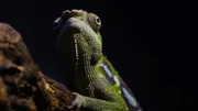 Madagaskar. Eine Insel außergewöhnlicher Landschaften – von riesigen Affenbrotbäumen bis zu Wäldern aus zerklüftetem Kalkstein.