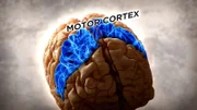 A fake smile involves the motor cortex, the area of your brain associated with voluntary movements.