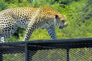 Die Leoparden „Dolce“ und “Gabbana“ sollen den Gehegeputztag in einem Käfig verbringen.