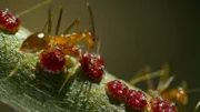 Gelbe Spinnerameise (Yellow Crazy Ants) sind zerstörerische Insel Eindringlinge. Auf Schiffen aus ihrem Heimatland Afrika angekommen, haben sie sich auf der Weihnachtsinsel "Christmas Island" niedergelassen. Besonders auf der Weihnachtsinsel stellen die Ameisen eine Bedrohung für die heimische Flora und Fauna dar. Hier haben sie ihr Verhalten dahingehend geändert, dass sie keine Einzelkolonien mehr mit einzelnen Königinnen, sondern sogenannte Superkolonien mit mehreren kooperierenden Königinnen bilden. Die Tiere sind sehr aggressiv und mit Hilfe der Ameisensäure auch in der Lage, größere Tiere zu überwältigen. Sie greifen entsprechend kleine Reptilien und sind verantwortlich für den Tod von 10 bis 20 Millionen Weihnachtsinsel-Krabben.