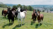 Hierzulande auch eher selten ist der Missouri Foxtrotter, eine amerikanische Pferderasse, die von Maria Freller-Ollmann in Unterlaimbach gezüchtet wird.