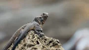 Die nur wenige Minuten alten Jungleguane kauern zusammen auf einem Felsen in der Nähe des Meeres, wo sie ihr Leben verbringen werden.