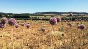 So schön kann Stinken sein: Knoblauchblüte auf der Isle of Wight.