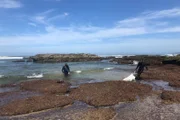 Südafrikas Garden Route Ein Nationalpark zwischen Küste und Wäldern Austernfischer in Knysna an der Küste von Südafrika