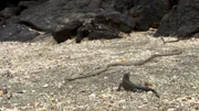 Ein Meerechsen-Junges rennt um sein Leben. Auf dem Weg zur Küste jagen Hunderte von Nattern die kleinen Schlüpflinge auf einer kleinen Galapagos-Insel.