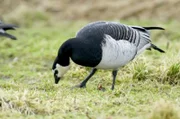 Der Klimawandel hat den natürlichen Lebensraum der Weißwangengänse verändert. Die Tiere erweisen sich als erstaunlich anpassungsfähig.