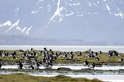 In nur 20 Jahren haben die Weißwangengänse ihren Rastplatz 250 Kilometer weiter nördlich als zuvor üblich eingerichtet. Um sich an ihren veränderten Lebensraum anzupassen, ist die gesamte Population von ihrer Zugroute abgewichen.