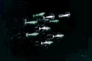 Beluga-Weibchen kümmern sich gemeinsam um ihre Kälber.