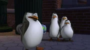 L-R: Skipper, Kowalski, Rico, Private