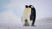 Kaiserpinguine mit Jungtier.