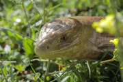 Ein Scheltopusik. Dieses beinlose Reptil ist die längste Echse Europas. Sie wird bis zu eineinhalb Meter lang.