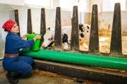 Jenny (Julia Obst) füttert die Kälbchen im Stall. Sie freut sich, dass die Genehmigungen für die Produktion von Heumilchkäse durch sind.