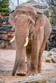 Elefant.