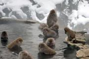 In den 60er Jahren lernte eine Makakengruppe von Menschen, sich während des kalten japanischen Winters in heißen Quellen aufzuwärmen – diese Tradition hält bis heute an.