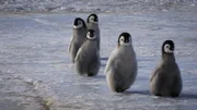 Kaiserpinguin Jungtiere.