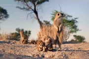 In der Kalahari-Wüste im Süden Afrikas entpuppen sich Erdmännchen als hervorragende Lehrer: Sie bringen ihren Jungtieren mit einer wirksamen pädagogischen Methode die Jagd nach Skorpionen bei.