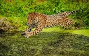 Jaguar-Männchen Napo.