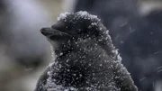 Pinguin Jungtier.