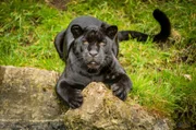 Schwarzer Panther