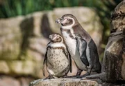 Pinguine