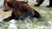 Bayerisches Fernsehen WELT DER TIERE, "Bärenkur in Bad Füssing", am Sonntag um 16:00 Uhr. Unweit der dampfenden Thermalbäder des Bayerischen Kurortes Bad Füssing entfernt plantschen ungewöhnliche Kurgäste im Teich: Neun alte Bären verbringen derzeit im neuen "Gnadenhof für Bären" ihren Lebensabend. Jetzt spüren sie zum ersten Mal die Jahreszeiten, lernen auf ihre alten Tage nach Futter zu suchen, nach einer Höhle für den Winter und lernen, wie man friedlich miteinander leben kann - auch wenn man eigentlich Einzelgänger ist.