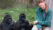 Immer was los in der Wilhelma: Gorillas mit Pflegerin Margot Federer.