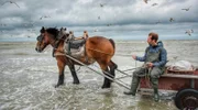 Daniel Aßmann beim traditionellen Krabbenfischen am Strand von Oostduinkerke.