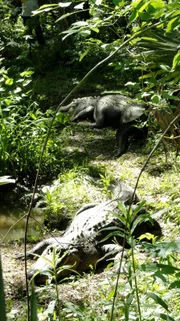 Thibodeaux, LA: Zwei Alligatoren am Sumpf.