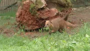 Nasenbär Bruno im Opel-Zoo Kronberg.