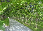 Ursprünglich wuchsen die Weinreben wild auf Bäumen. Sie rankten dem Licht entgegen und breiteten ihre lianenartigen Triebe über den Baumkronen aus. Doch schon vor 5.000 Jahren kultivierten und die züchteten die Ägypter diese Pflanze.