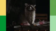 Wamba, der Waschbär macht einen Ausflug im Schutz der Dunkelheit.