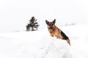 Rex (Diesel vom Burgimwald)