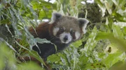 Das dichte Fell der Roten Pandas schützt sie während der Monsunzeit vor Kälte und Nässe.