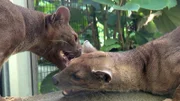 Fossadame Sissi und Partner Bohara im Frankfurter Zoo.