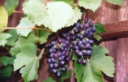 Ursprünglich wuchsen die Weinreben wild auf Bäumen. Sie rankten dem Licht entgegen und breiteten ihre lianenartigen Triebe über den Baumkronen aus. Doch schon vor 5.000 Jahren kultivierten und züchteten die Ägypter diese Pflanze.
