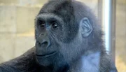 Die Gorilla-Handaufzuchten Vana und Tebogo gehen nach vier Jahren in der Wilhelma auf die weite Reise nach Dublin.