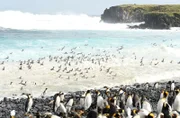 Der Sommer ist da, und die Königspinguine machen sich auf ins Meer zu ihren Fischgründen.