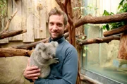 Daniel Aßmann im Duisburger Zoo. Die Duisburger sind Koala-Experten: hier wird das Zuchtprogramm für ganz Europa koordiniert.