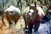 Frank Elstner besuchte auch eine Auffangstation für verwaiste Nashorn-Babys, sie sind Opfer der Wilderei.