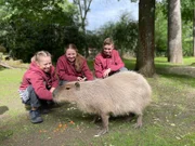 Anuk streichelt ein Capybara im Zoo Leipzig.