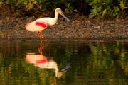 Rosalöffler überwintern gerne in den Gewässern des Pantanal. Sie brüten in Florida.