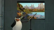 Skipper