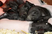 Nachwuchs bei den Landschweinen auf dem Schaubauernhof. Im Streit um die Zitzen der Muttersau hat sich ein Ferkel verletzt. Heute untersucht Tierärztin Annika, ob die Behandlung anschlägt - oder ob das Jungtier eingeschläfert werden muss.